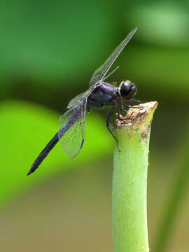 Libellula incesta Hagen 1861 resmi