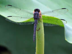 Libellula incesta Hagen 1861 resmi