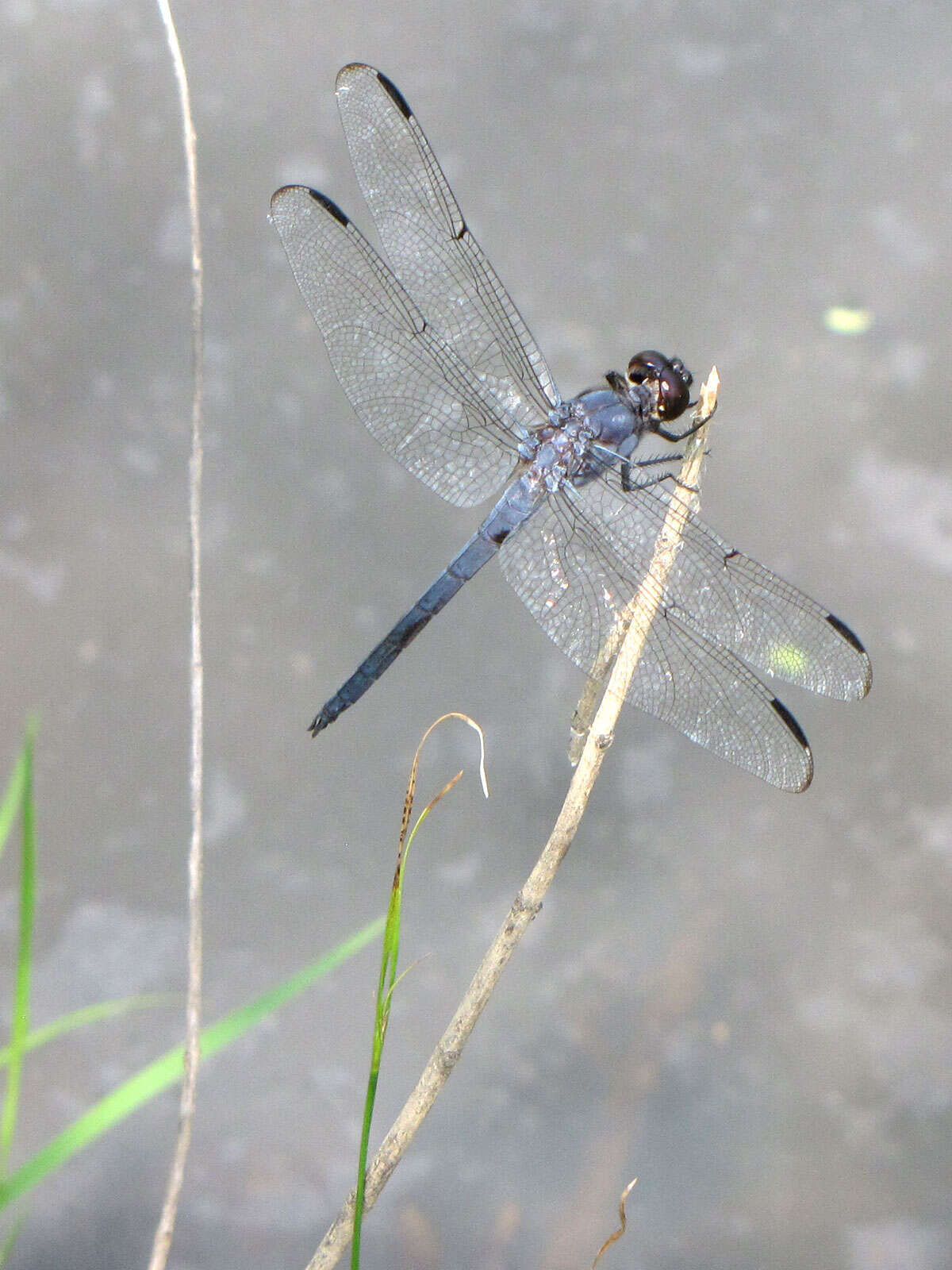 Libellula incesta Hagen 1861 resmi