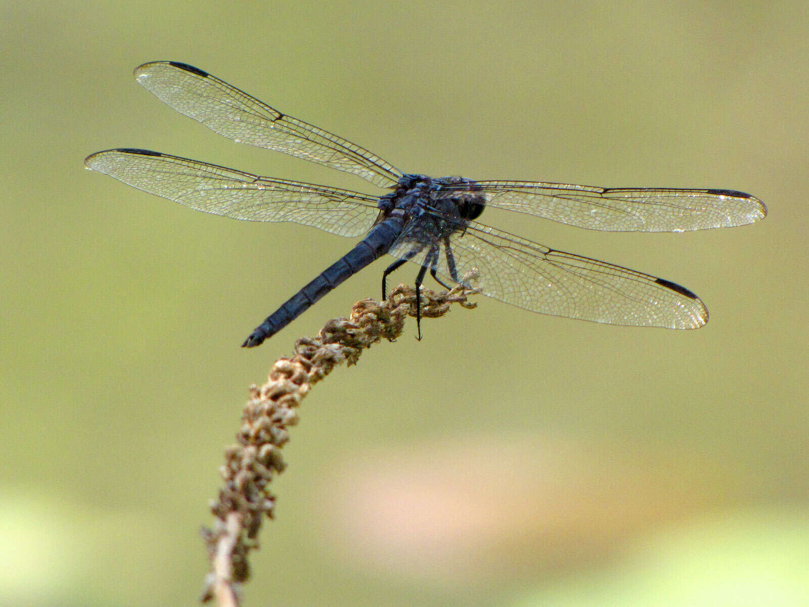 Libellula incesta Hagen 1861 resmi