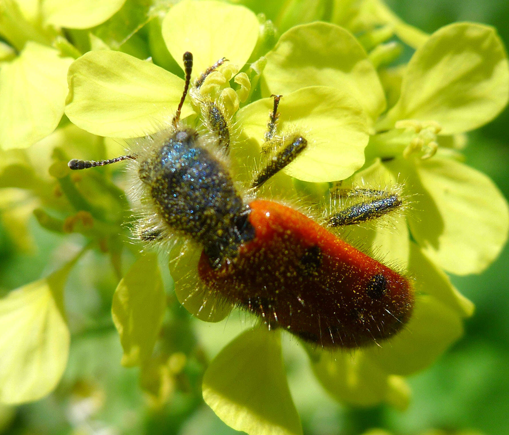 Image of Trichodes octopunctatus