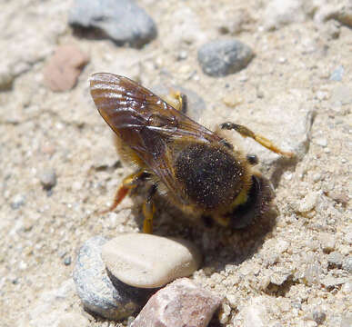 Image of leaf-cutter bees, mason bees, and relatives