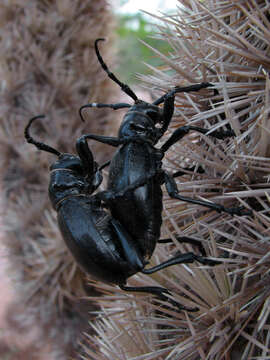 Image of Longhorn cactus beetle