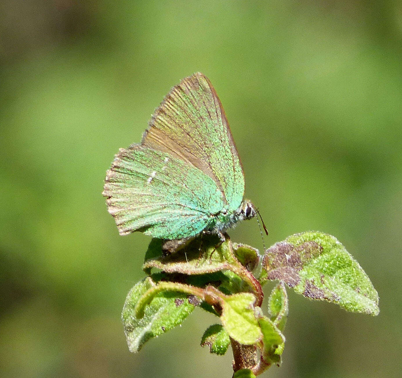 Plancia ëd Callophrys rubi (Linnaeus 1758)