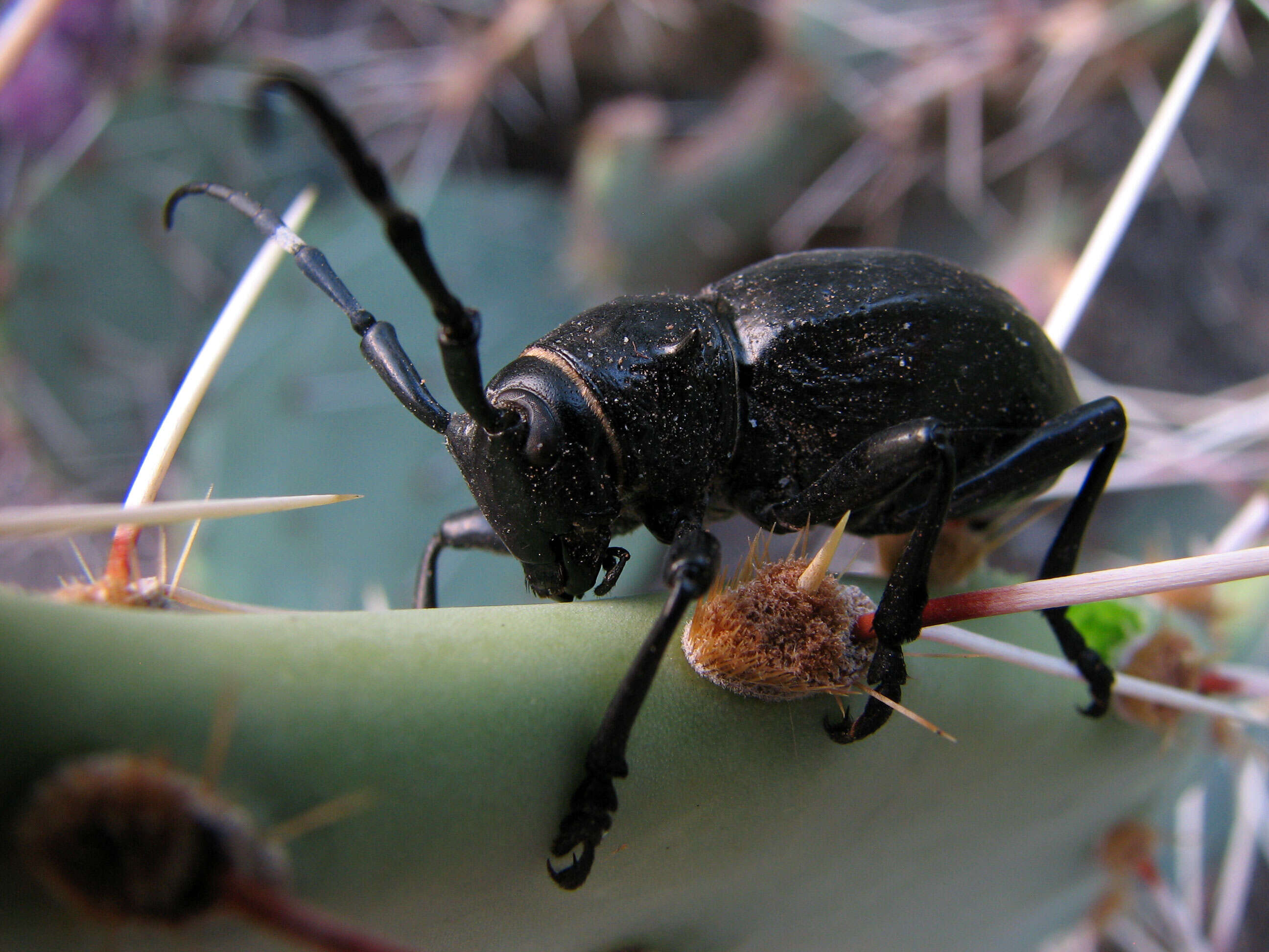 Image of Longhorn cactus beetle