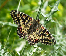 Image of Zerynthia rumina (Linnaeus 1758)