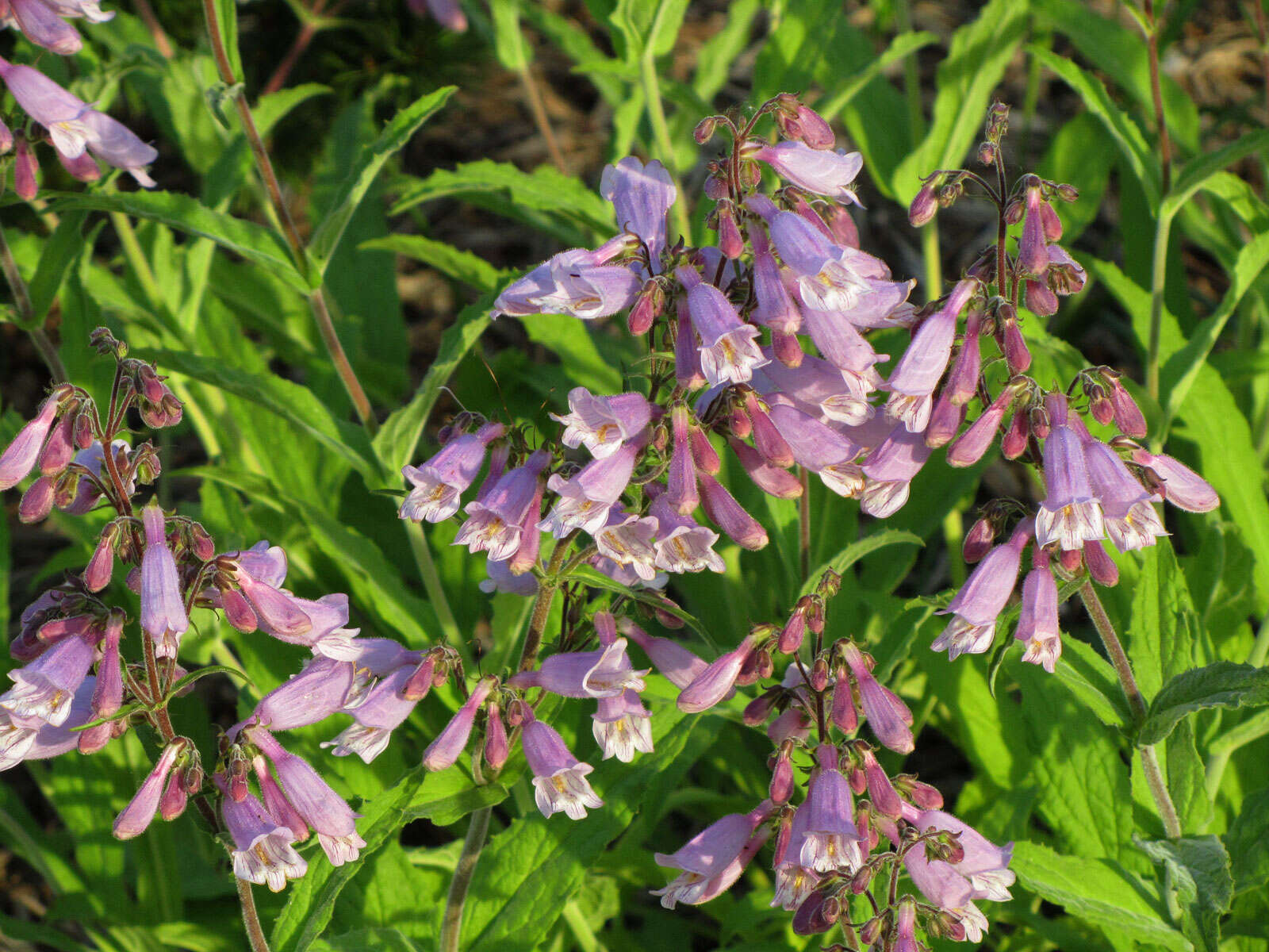 Penstemon canescens (Britt.) Britt. resmi