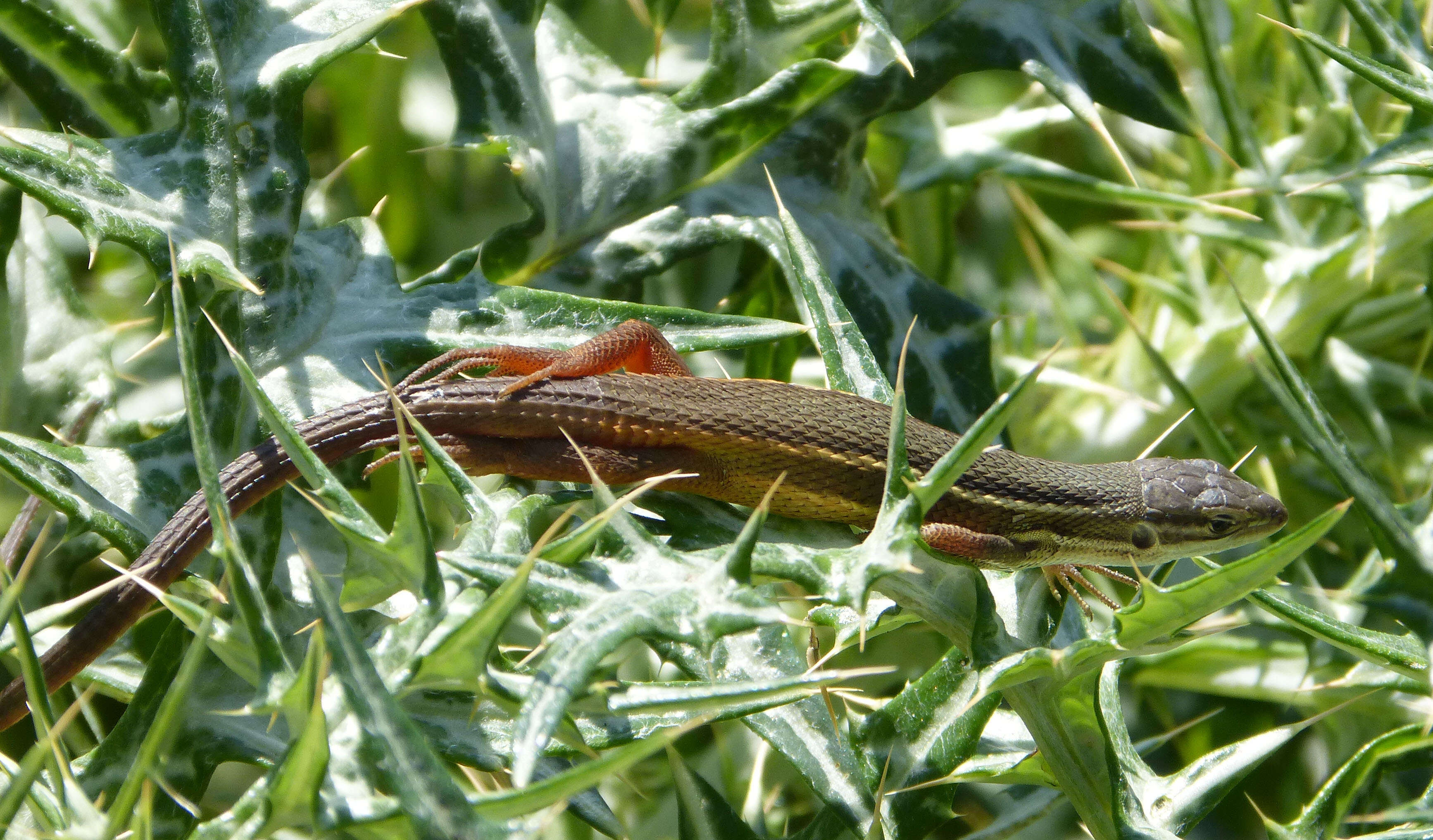 Psammodromus algirus (Linnaeus 1758) resmi