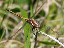 Image of Epaulet Skimmer