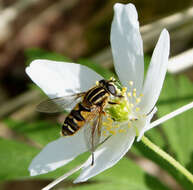 Image of Marsh Hoverfly