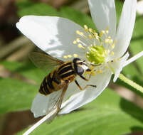 Image of Marsh Hoverfly