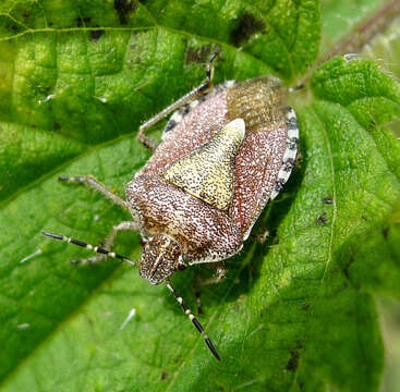 Image of sloe bug