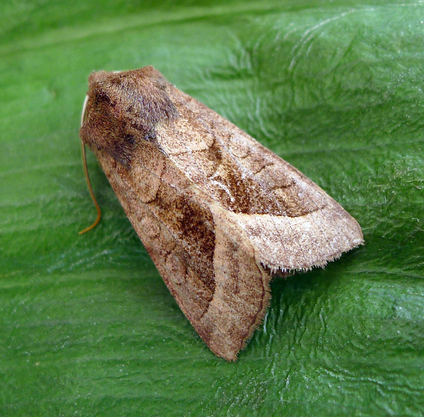 Image of rosy rustic