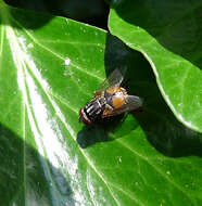 Image of House fly