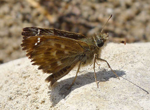 Image of Mallow Skipper