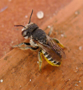 Image of leaf-cutter bees, mason bees, and relatives