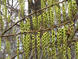 Image of Stachyurus praecox Sieb. & Zucc.