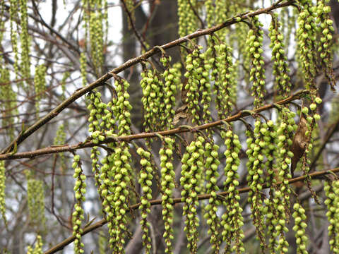 Image de Stachyurus praecox Sieb. & Zucc.