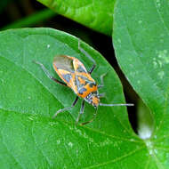 Image of black & red squash bug