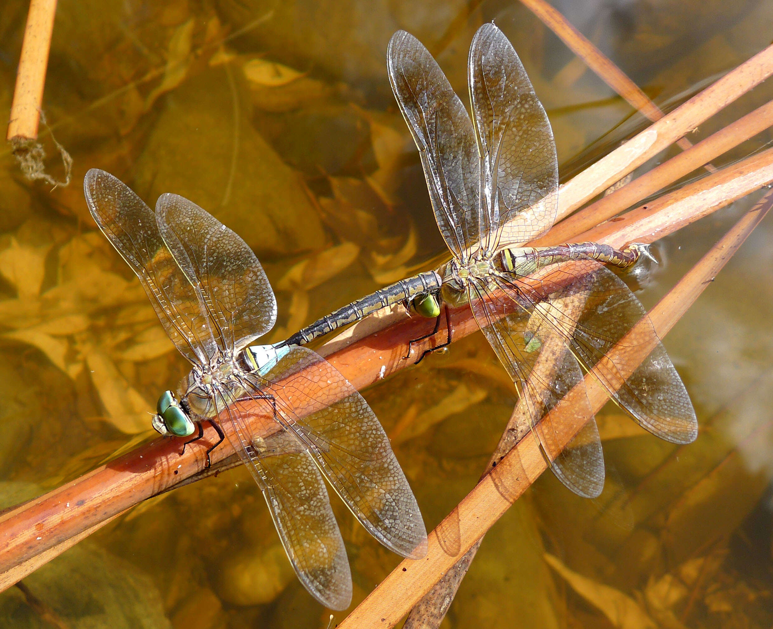 Image of Lesser Emperor