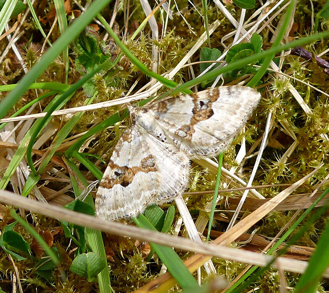 Image of silver-ground carpet