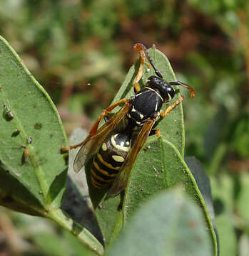 Polistes nimpha (Christ 1791)的圖片