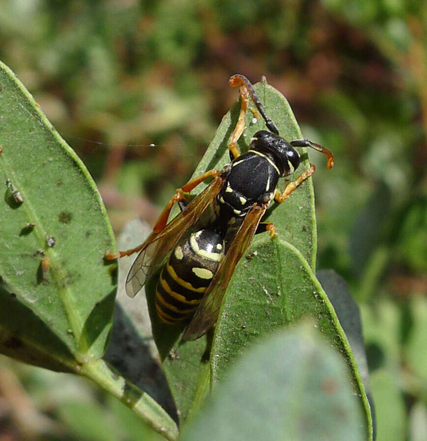 Image of Polistes nimpha (Christ 1791)