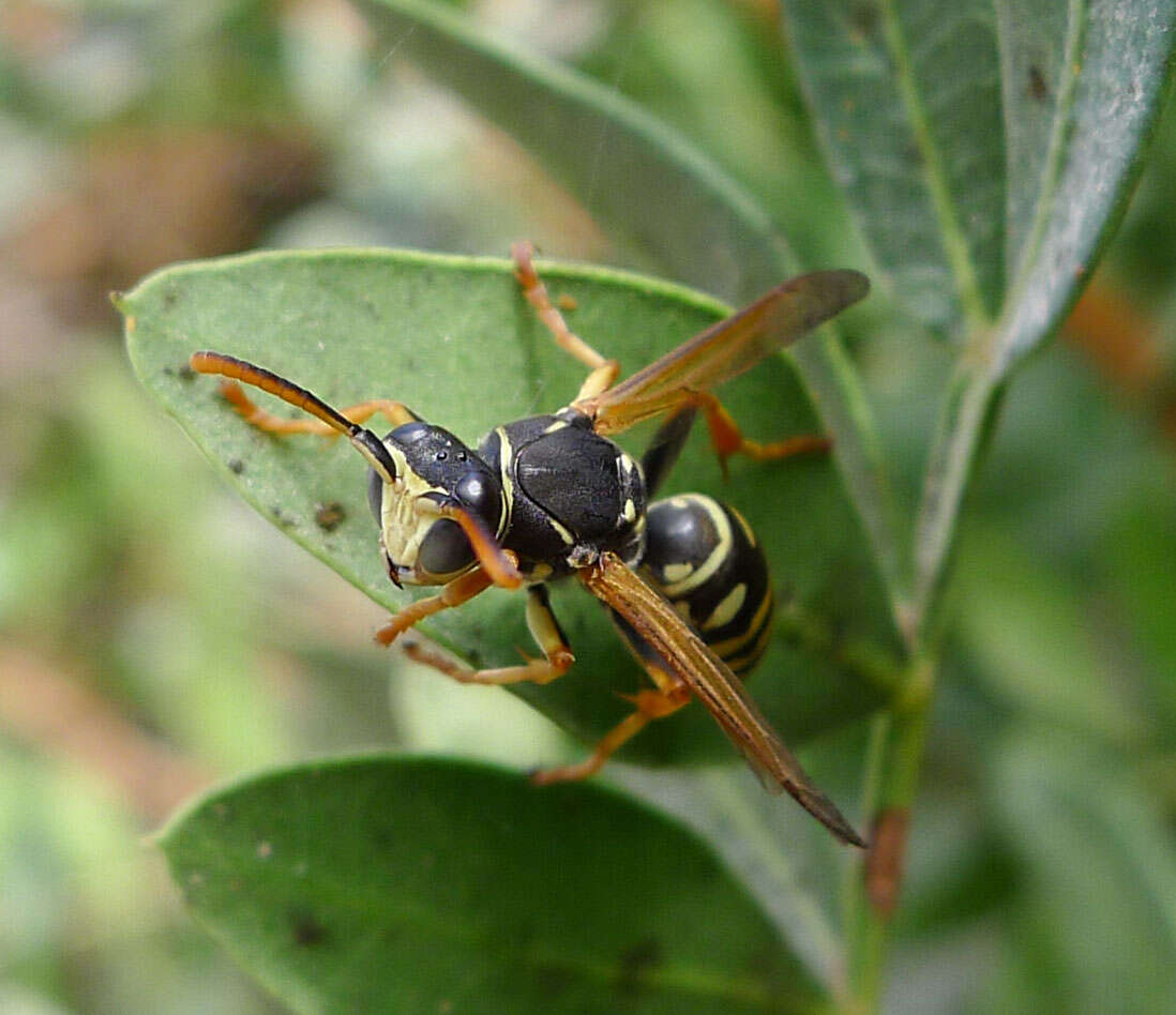 Image of Polistes nimpha (Christ 1791)