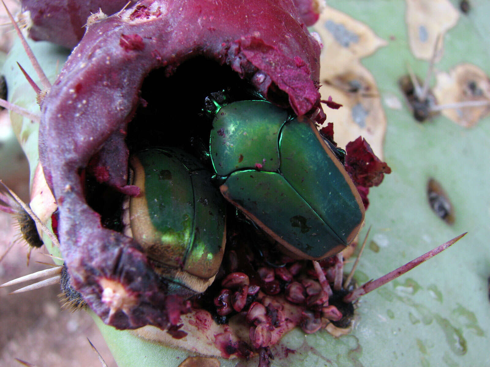 Image of figeater beetle