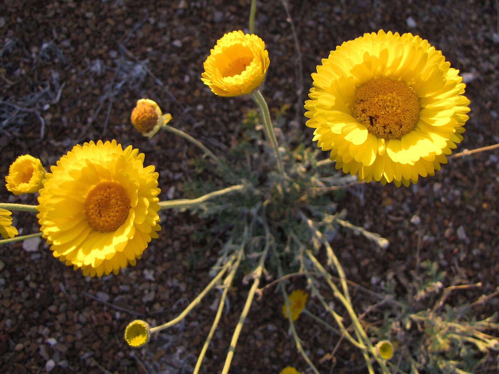 Image of desert marigold