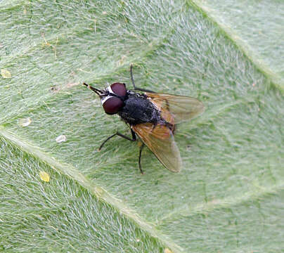 Image of Face Fly