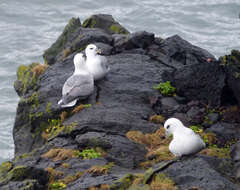 Image of Fulmar