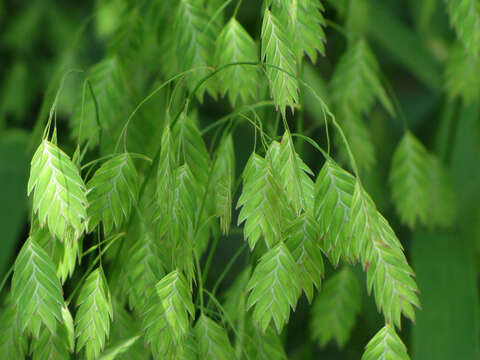 Imagem de Chasmanthium latifolium (Michx.) H. O. Yates