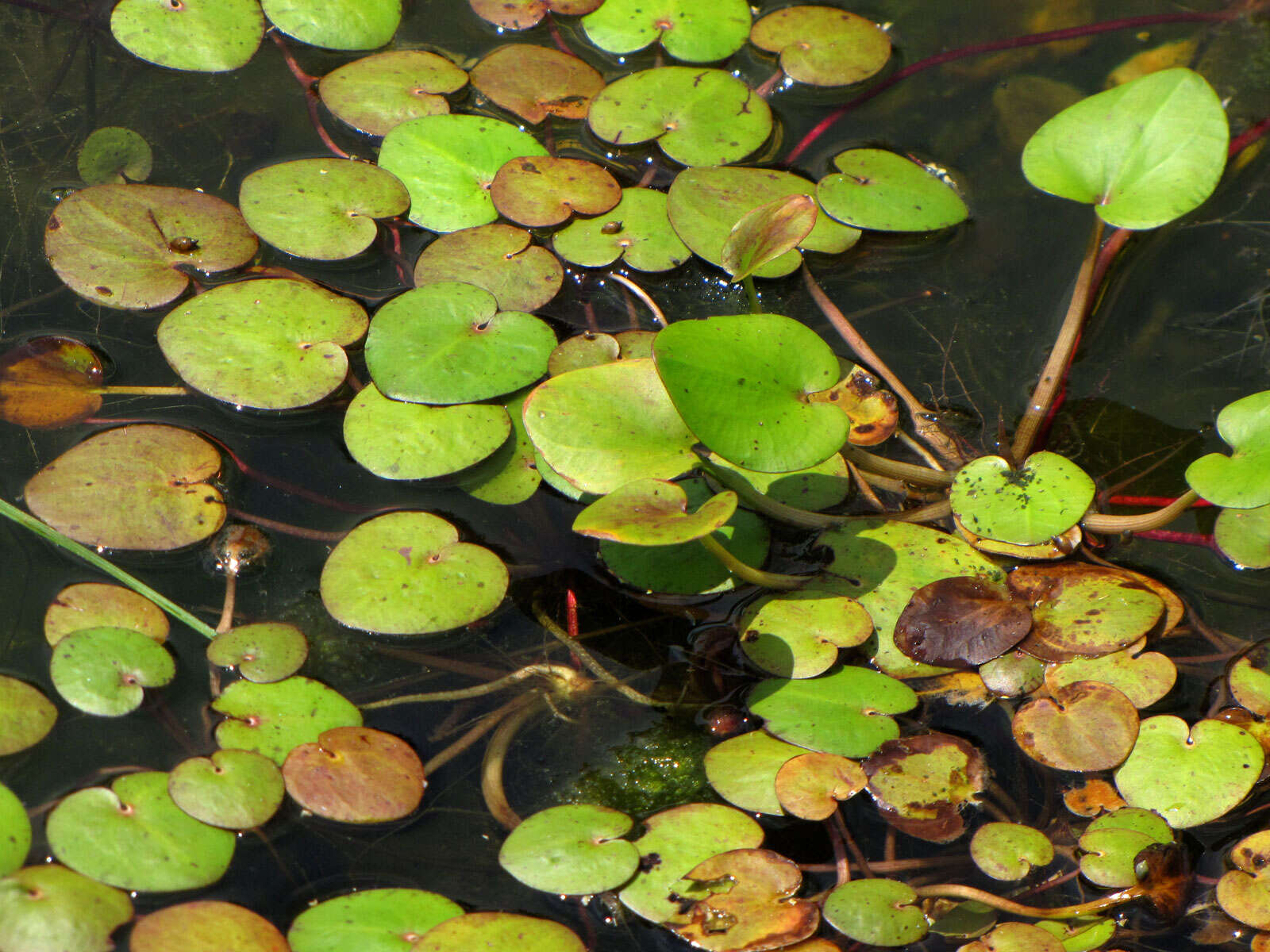 Слика од Nymphoides aquatica (J. F. Gmel.) Kuntze