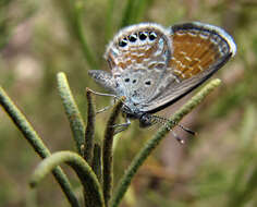 Image of Western pygmy blue