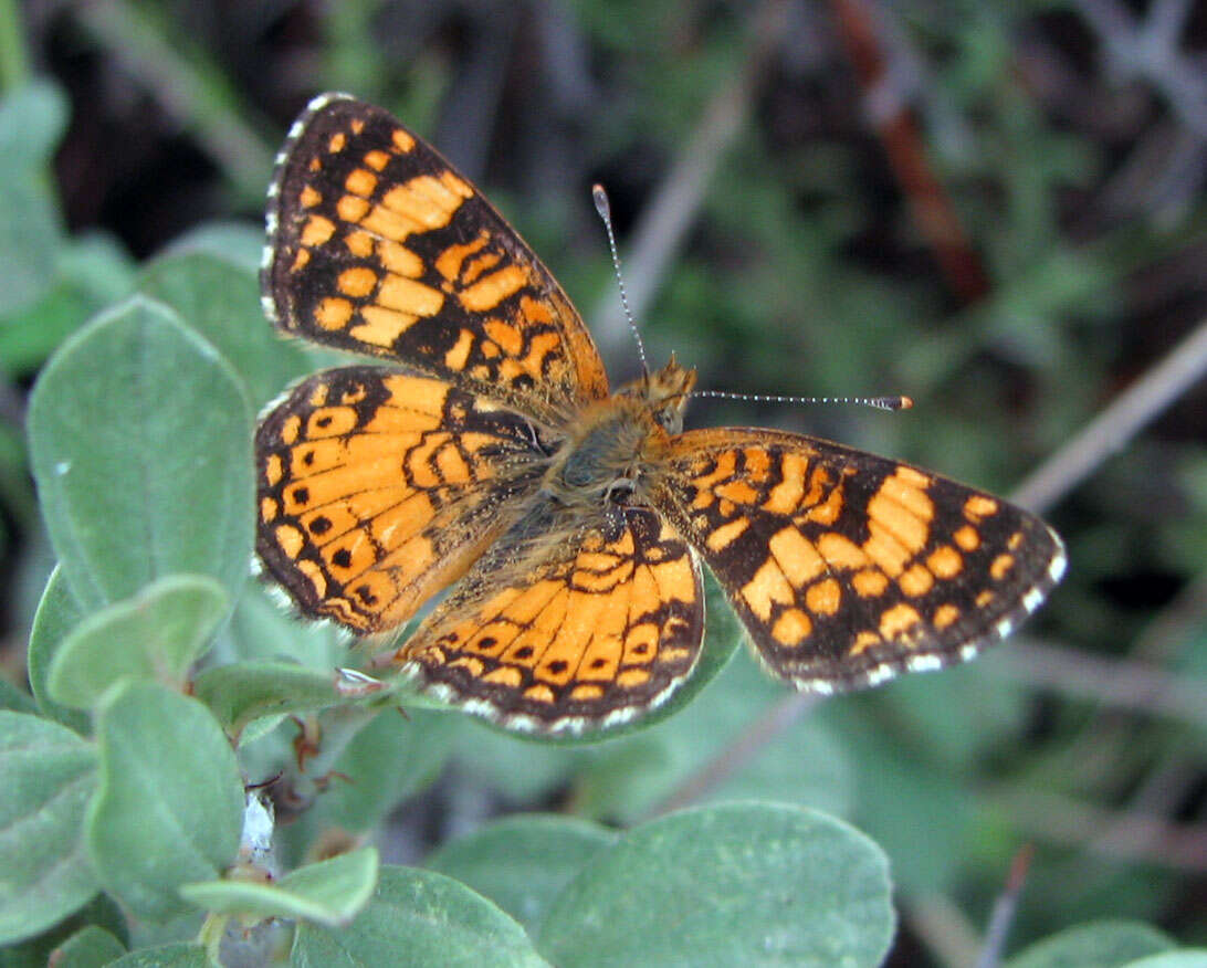 Image of Phyciodes mylitta