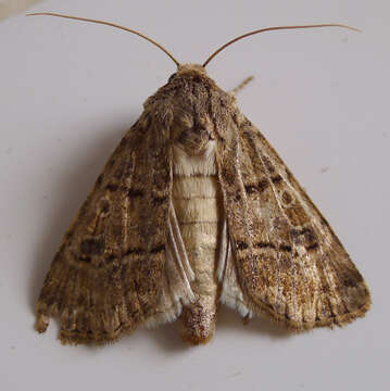 Image of Agrotis bigramma