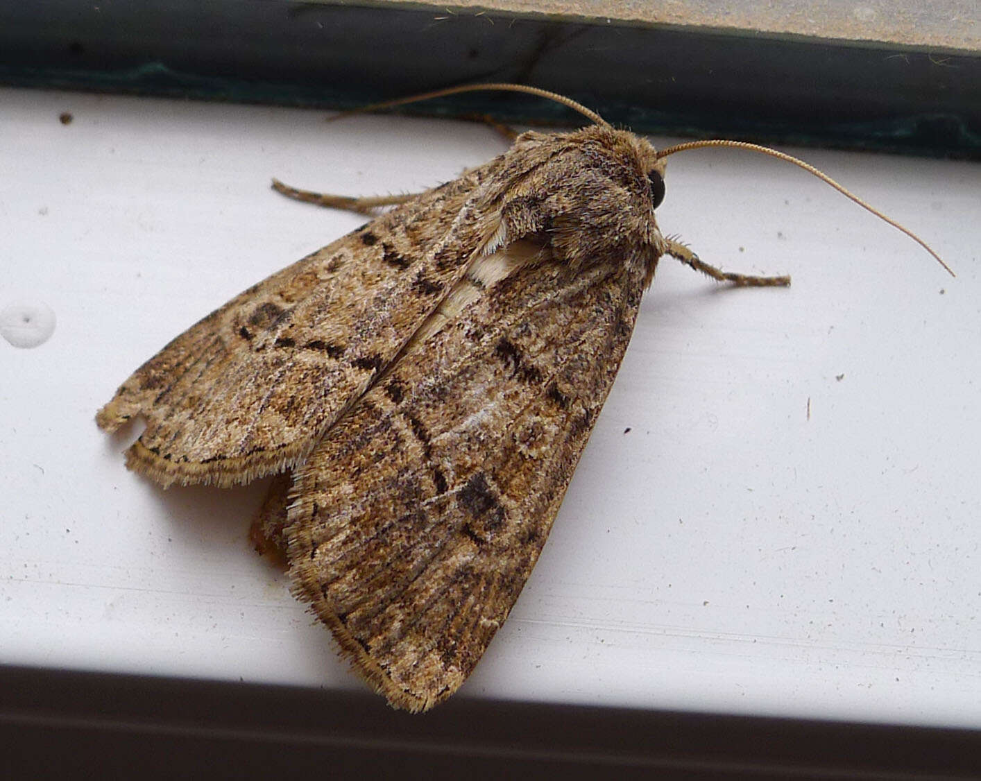 Image of Agrotis bigramma