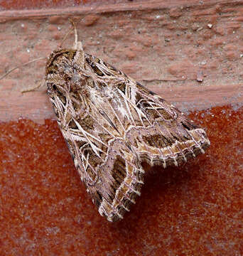 Image of Spodoptera littoralis Boisduval 1833