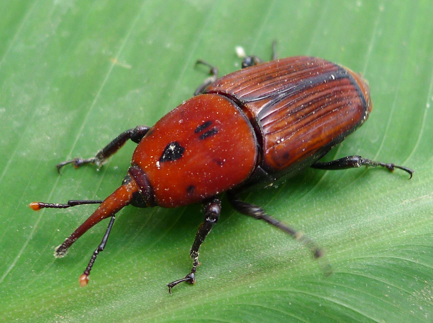 Image of Red palm weevil