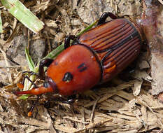 Image of Red palm weevil