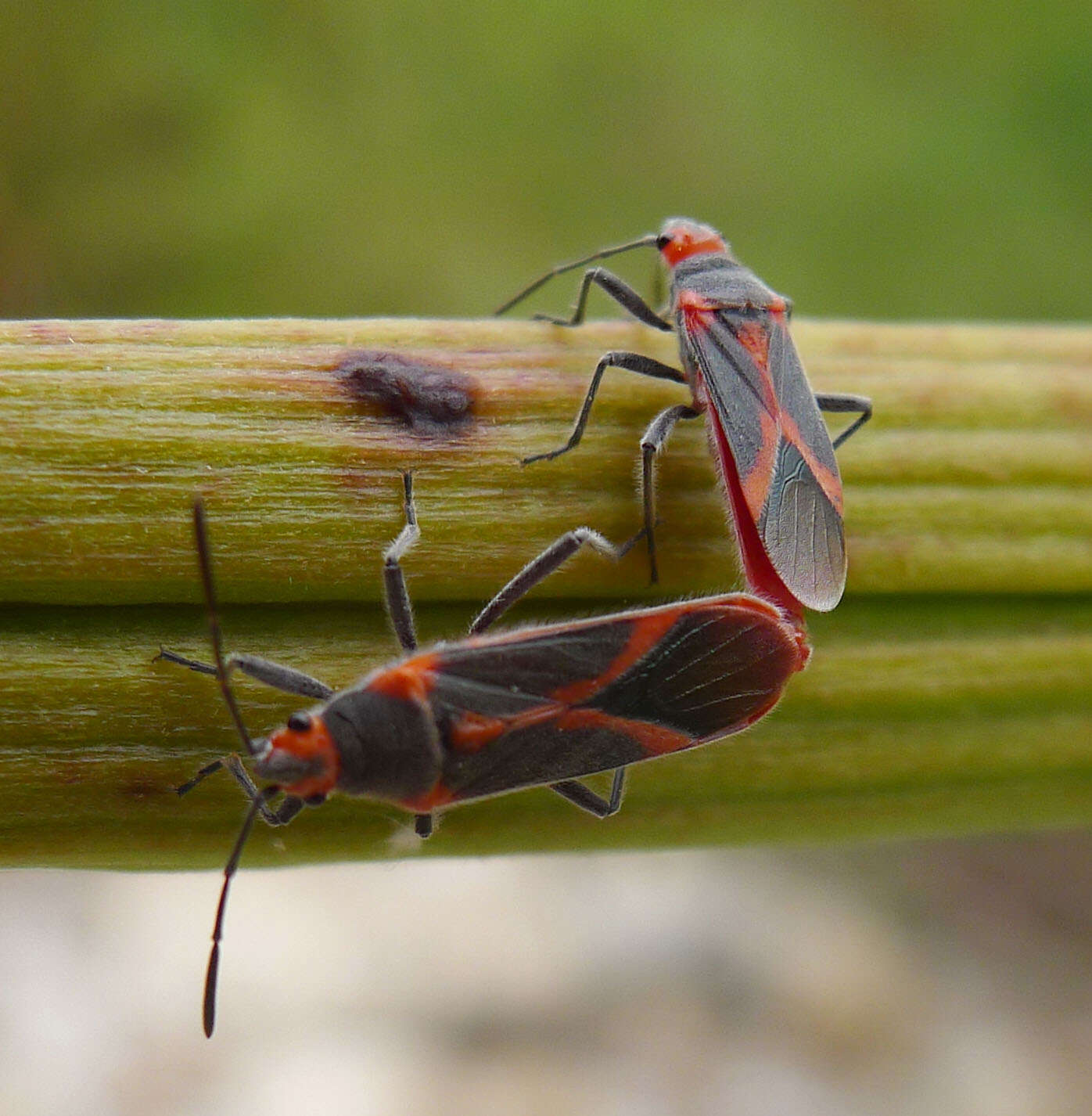 Image of Caenocoris nerii (Germar & E. F. 1847)