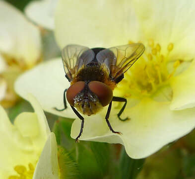 Image of Phasia hemiptera (Fabricius 1794)