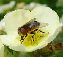 Image of Phasia hemiptera (Fabricius 1794)