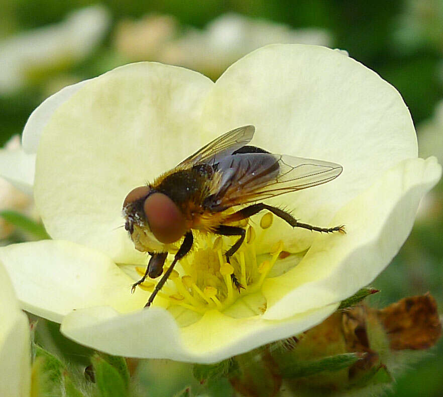 Image of Phasia hemiptera (Fabricius 1794)