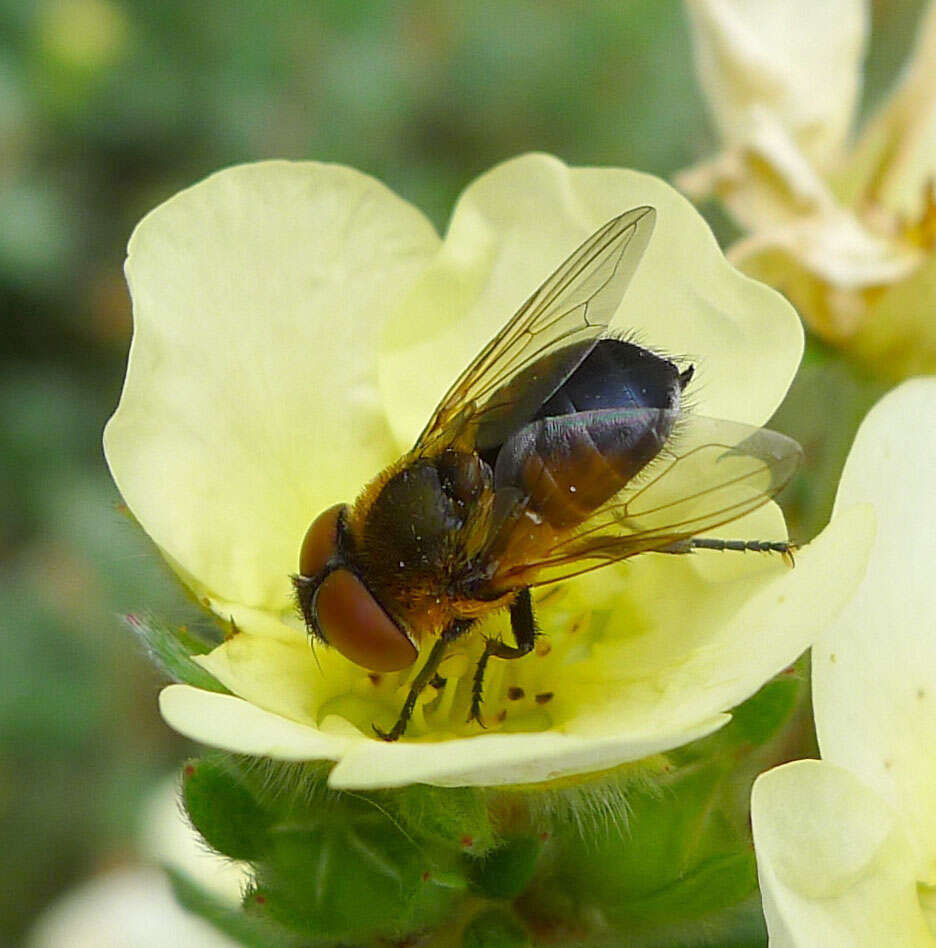 Image of Phasia hemiptera (Fabricius 1794)