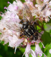 Image of House fly