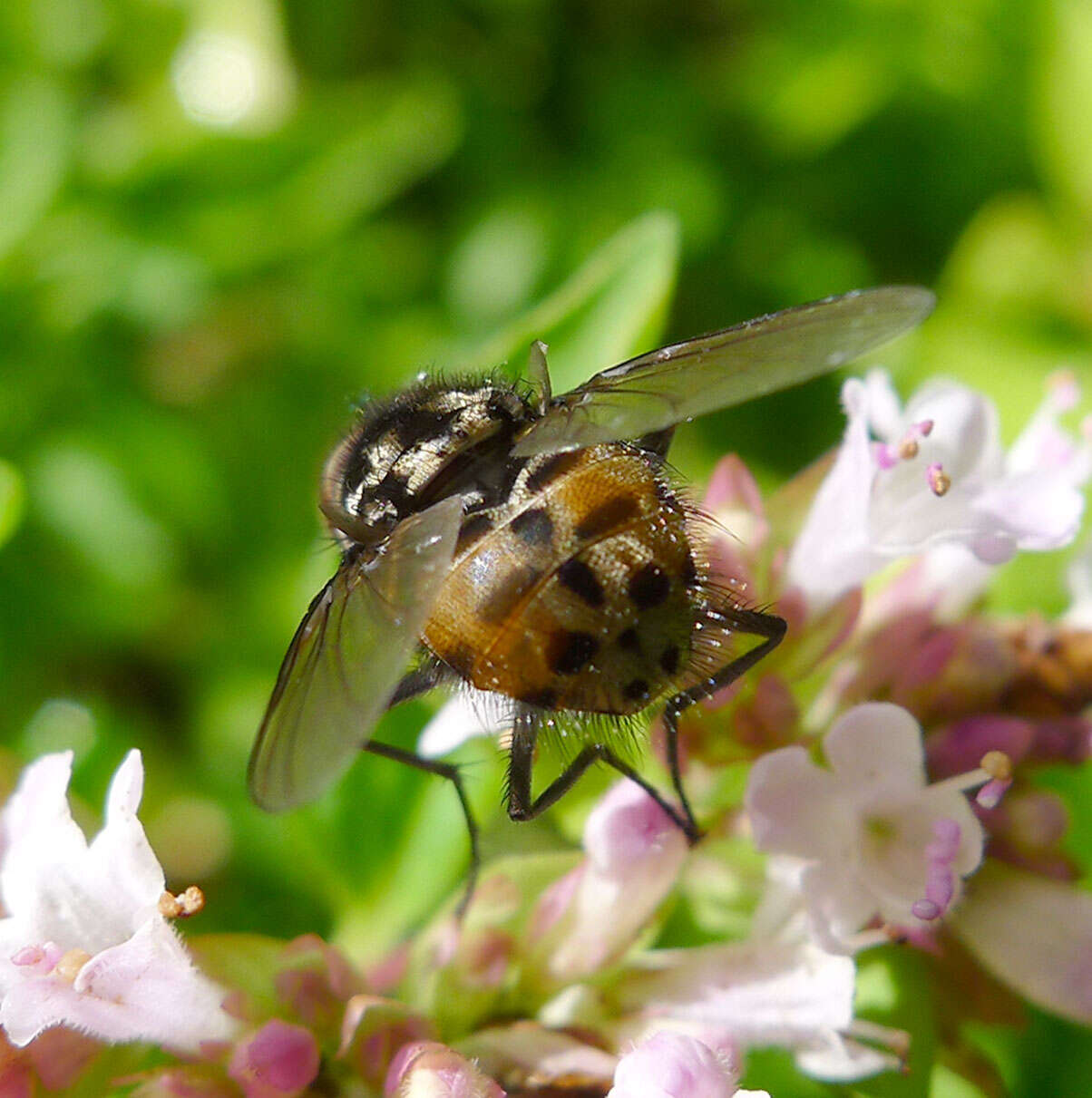 Image of House fly