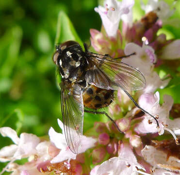 Image of House fly