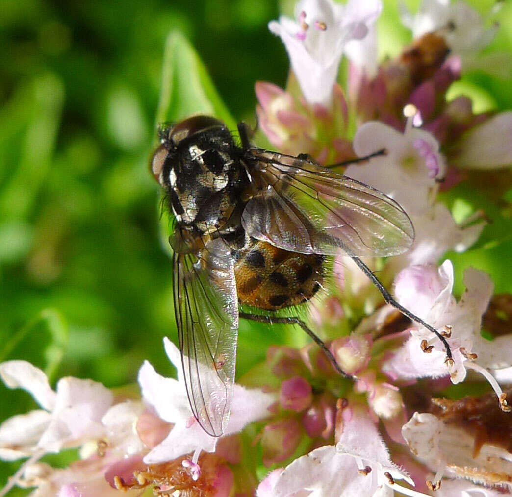 Image of House fly